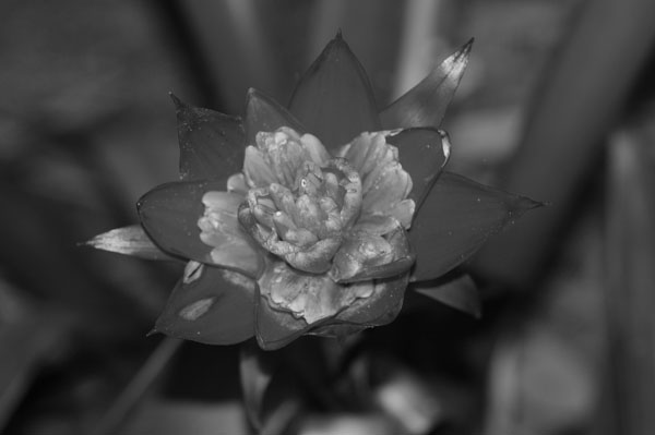 Black and white Flower
